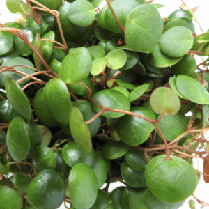 PEPEROMIA 'Pepperspot'