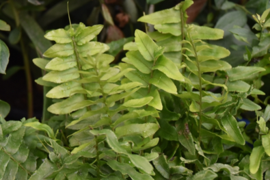 NEPHROLEPIS 'Stingray Fern'