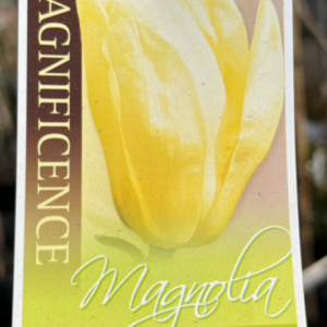 MAGNOLIA 'Elizabeth'