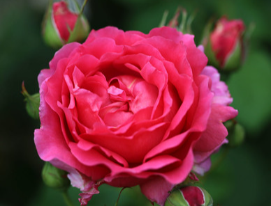 ROSES Bush Varieties (POTTED)