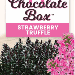 HEBE 'Chocolate Box Strawberry Truffle'