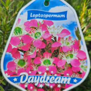 LEPTOSPERMUM 'DayDream'