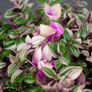 TRADESCANTIA fluminesis 'Tricolour'