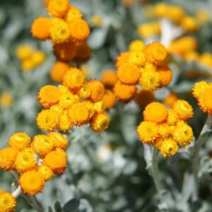 CHRYSOCEPHALUM apiculatum