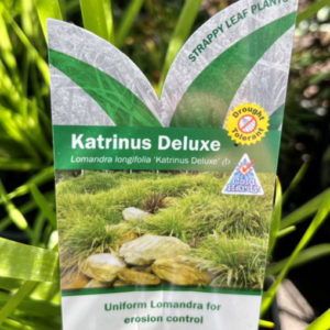 LOMANDRA longifolia 'Katrinas Deluxe'
