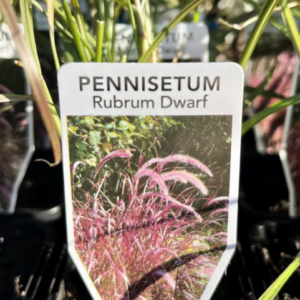 PENNISETUM advena rubrum 'Purple Fountain Grass' (Dwarf)