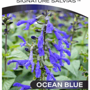 SALVIA 'Ocean Blue Fisher SS'
