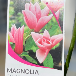 MAGNOLIA 'Star Wars'