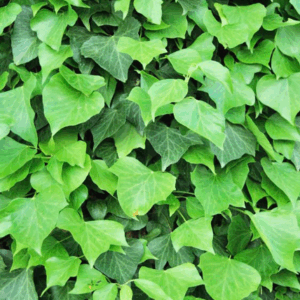 HEDERA canariensis 'Ivy'