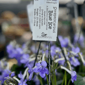 STREPTOCARPUS 'Blue Ice' (Cape Primrose)