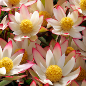 LEUCADENDRON 'Harvest'