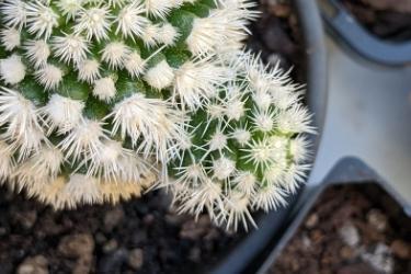 Cactus Arizona Snow Cap