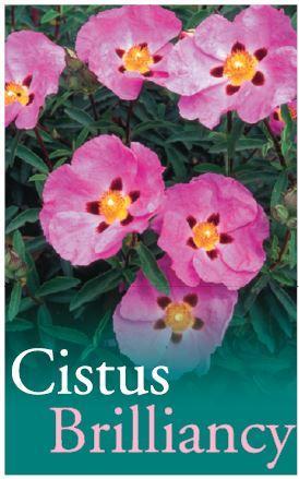 CISTUS x purpureus ‘Brilliancy’