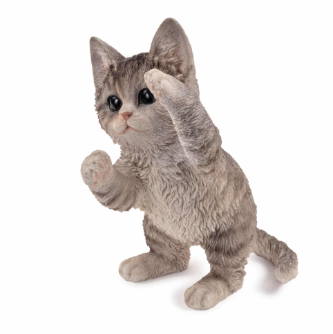 Playful Kitten