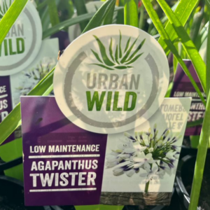 AGAPANTHUS 'Twister'