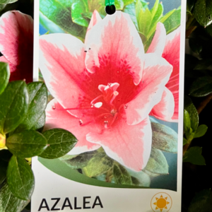 AZALEA indica 'Mrs Kint'