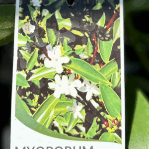 MYOPORUM insulare