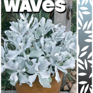COTYLEDON 'Blue Waves'