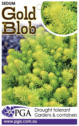 SEDUM 'Gold Blob'