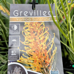 GREVILLEA 'Yamba Sunshine'
