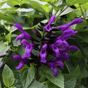 Salvia Elite 'Dark Purple'