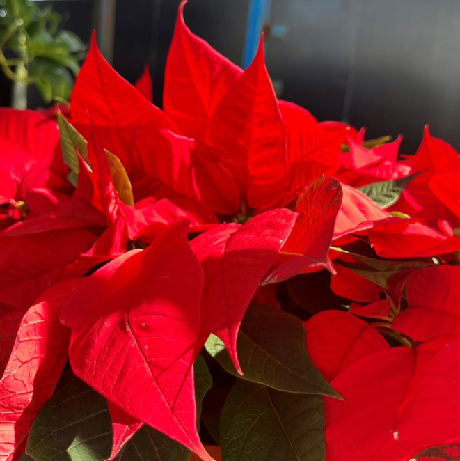 POINSETTIA