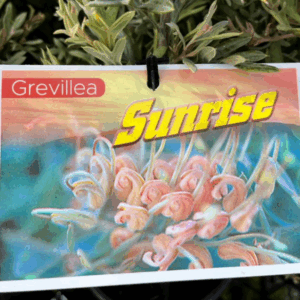 GREVILLEA 'Robin Sunrise'