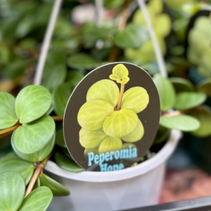 PEPEROMIA 'Hope'