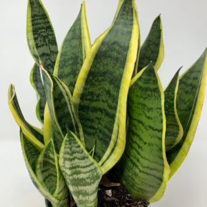 SANSEVIERIA trifascata 'Superba'