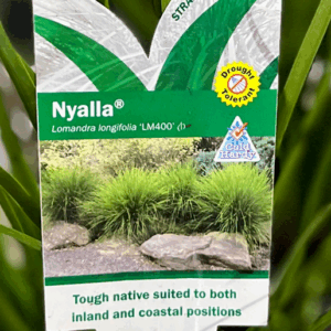 LOMANDRA longifolia 'Nyalla' (LM400) PBR