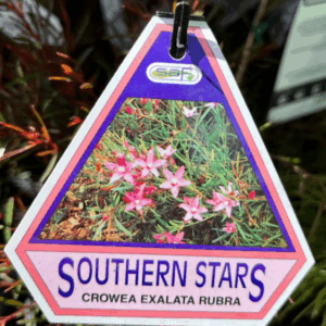 CROWEA exalata rubra 'Southern Stars'