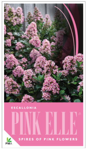 ESCALLONIA 'Pink Elle'