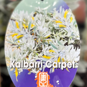 EREMOPHILA glabra 'Kalbarri Carpet'