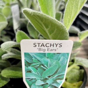 STACHYS byzantina 'Big Ears'