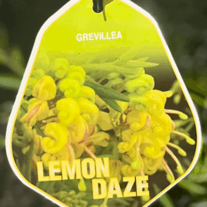GREVILLEA 'Lemon Daze'
