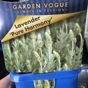 Lavandula dentata 'Pure Harmony'