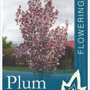 PRUNUS cerasifera nigra fastigiata