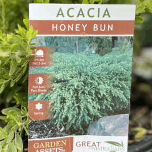 ACACIA howittii 'Honey Bun'