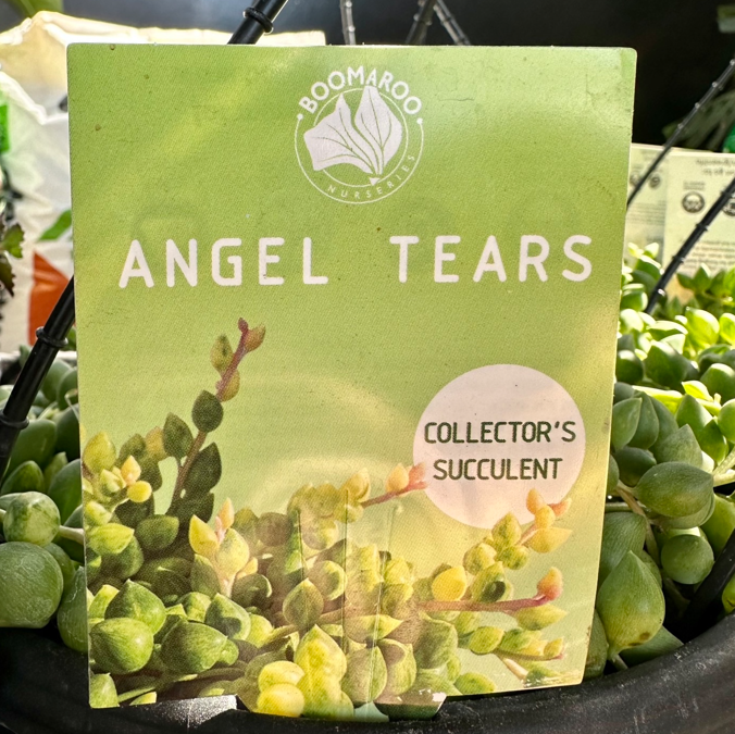 SENECIO 'Angel Tears'
