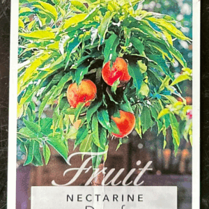 DWARF Nectarine