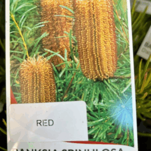 BANKSIA spinulosa Dwarf 'Red'