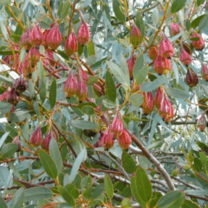 Eucalyptus stoatei