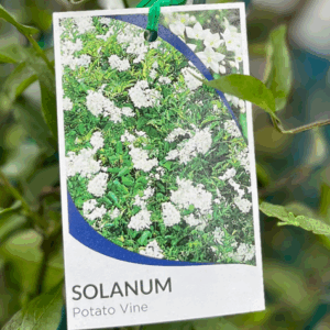 SOLANUM jasminoides (Potato Vine)