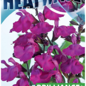 SALVIA 'Heatwave Brillance'