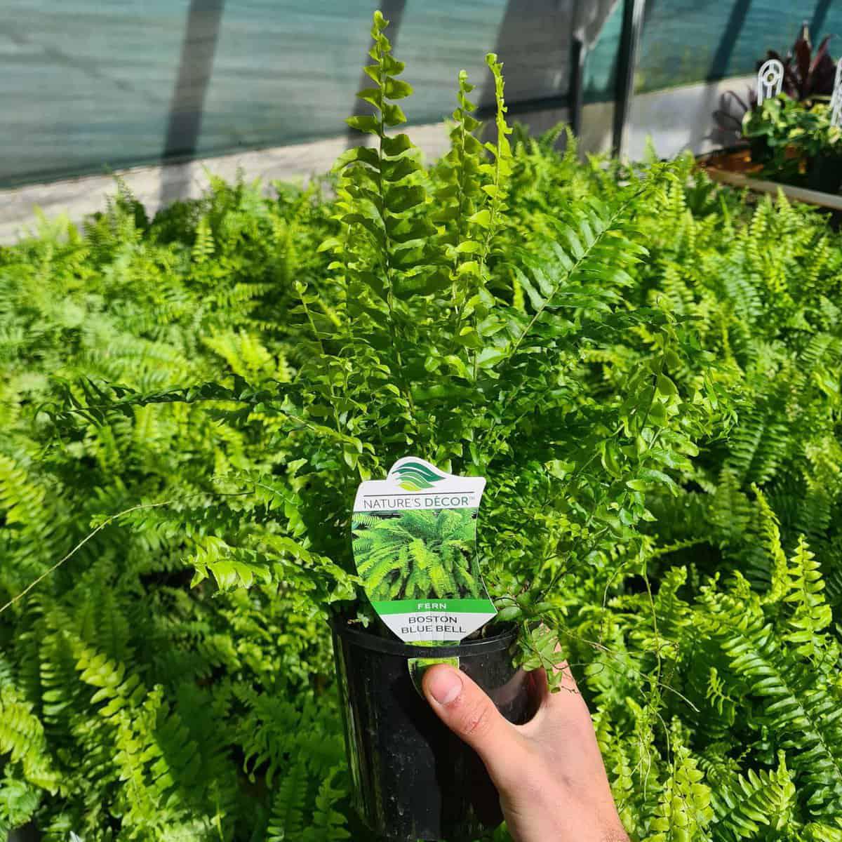 Fern Boston 'Bluebell'