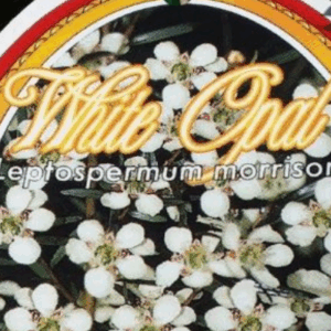 Leptospermum morrisonii 'White Opal'