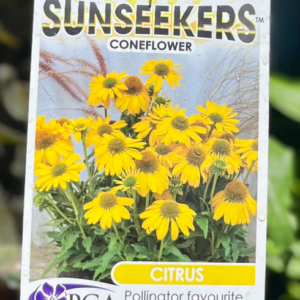 ECHINACEA 'Citrus Sunseekers' (Coneflower)