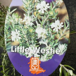 WESTRINGIA 'Little Westie'