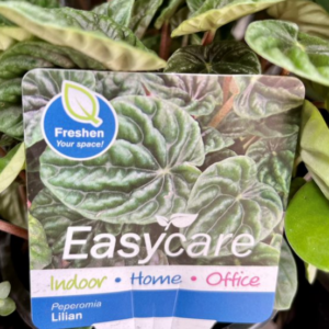 PEPEROMIA caperata 'Lilian'