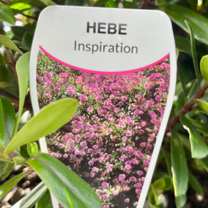 HEBE 'Inspiration'